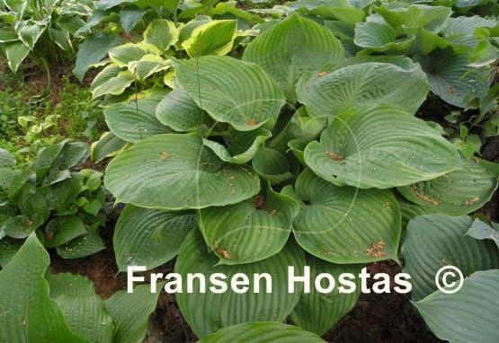 Hosta Domaine de Courson